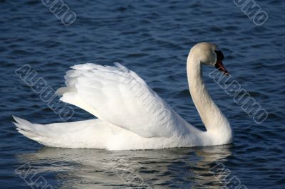 Graceful white swan on a water of lake