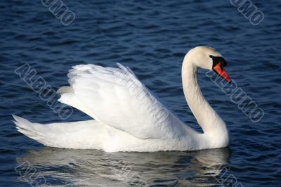 Graceful white swan on a water of lake