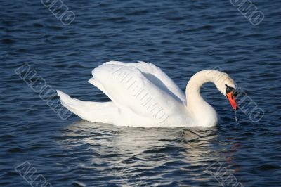 Graceful white swan on a water of lake