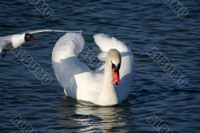 Graceful white swan on a water of lake