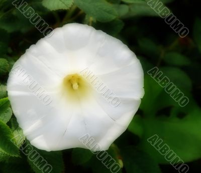 Pure White Morning Glory Bloom