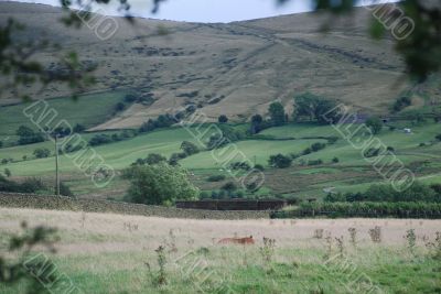 Tree Framing British Countryside