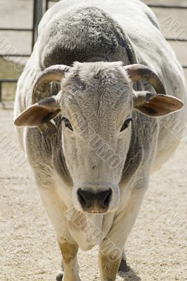Ox Ox