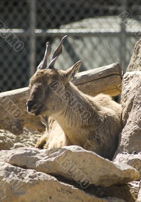 Goat Goat