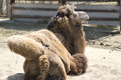 Camel Camel