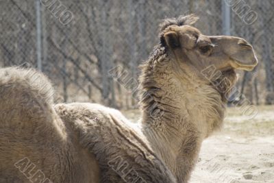 One-humped Camel One-humped Camel