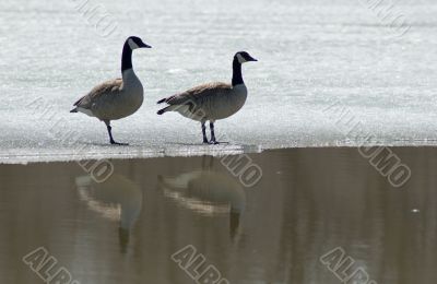 Injured Goose