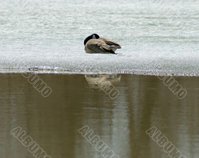 Canada Goose Canada Goose