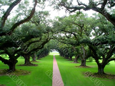 Quarter-mile canopy of giant live oak trees