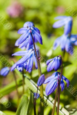 Scilla sibirica