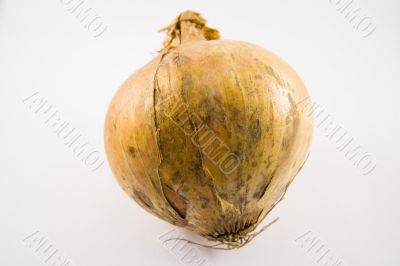 Onion