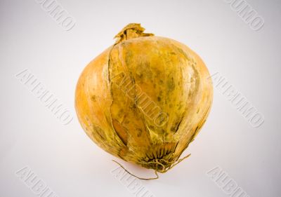 Onion