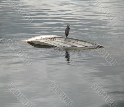 bird on a sunken boat