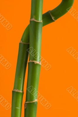 Two bamboo branches