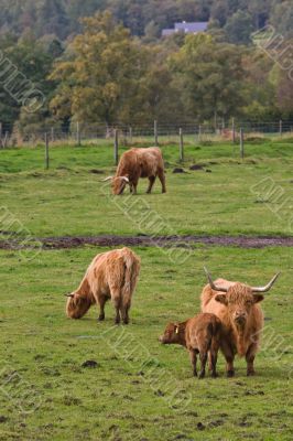 Highland cattles