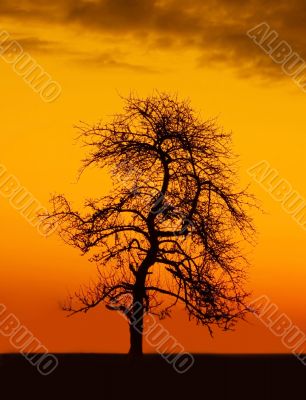 Tree at Morning Tree at Morning