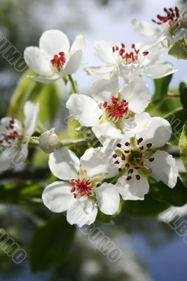  bright inflorescence