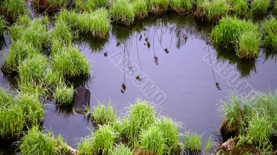 Hummocks on the swamp