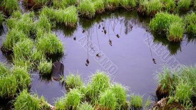 Hummocks on the swamp Hummocks on the swamp