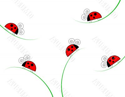 Ladybugs on Grass on White Background