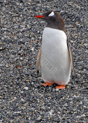 Lonely penguin