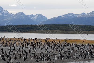 Many penguins near Ushuaia.