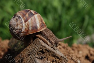 land snail