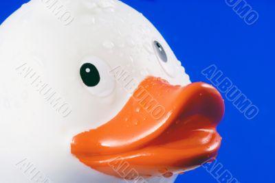 Rubber duck. Rubber duck.