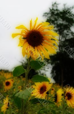 A Sunflower Dares To Stand Out
