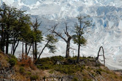 The Perito Moreno Glacier in Patagonia, Argentina. The Perito Moreno Glacier in Patagonia, Argentina.
