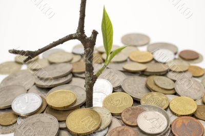 Coins and plant.