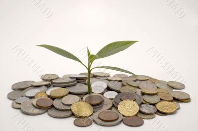 Coins and plant.