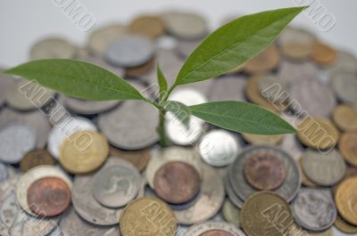 Coins and plant.