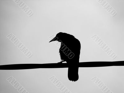 A Ravens Silhouette
