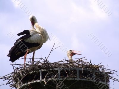 Storks Storks