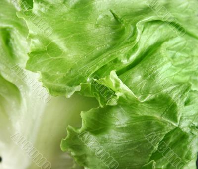 Lettuce Background