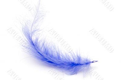 blue feather