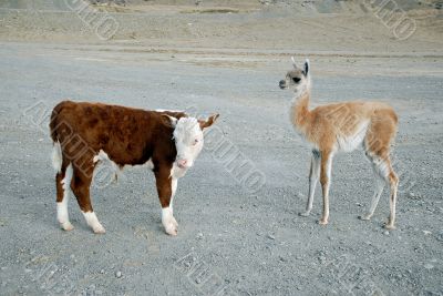 Baby`s guanaco and calf bull