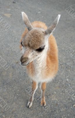 A photo of baby of guanaco