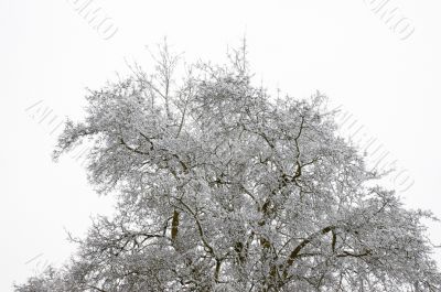 Snowy tree tops