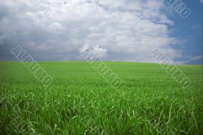 Green wheat in spring
