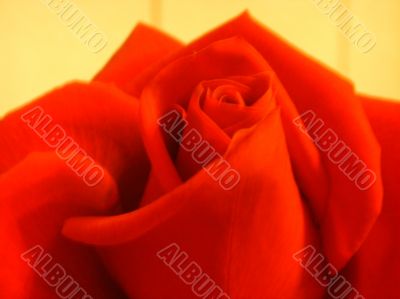 Bright rose of red color - soft focus