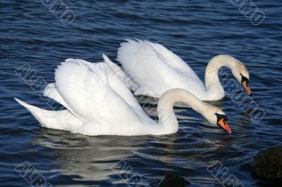 Graceful couple of white swans on a water of lake