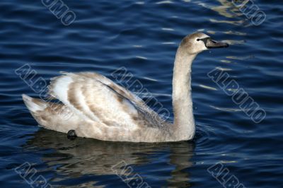 Graceful gray swan on a water of lake