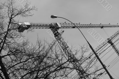 The crane and lantern