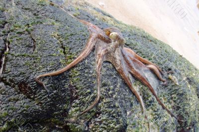 Octopus Octopus