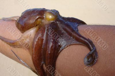 Octopus Octopus