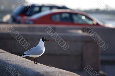 seagull seating on the granite embankment