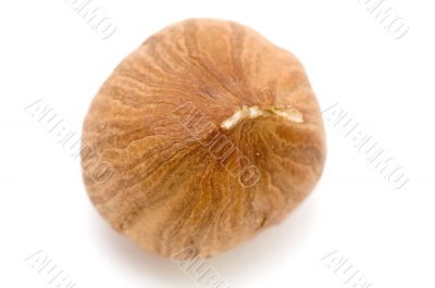 hazel nut macro