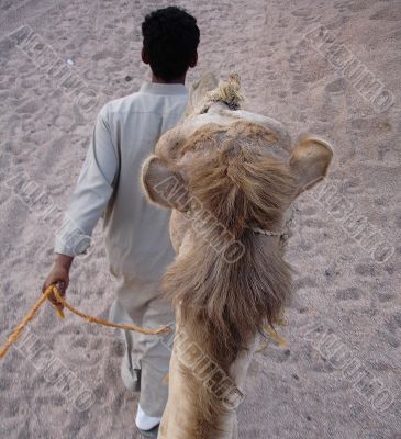 Bedouin With Camel
